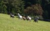 Unsere Berberstuten mit Fohlen auf der Bergweide in Österreich, eingesendet von Jessica Pfeiffer