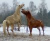 Rumba Caro mit Kumpel, Gestüt Al Karazí, eingesendet von Ulrike Schäfer