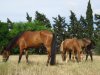 Berberzucht El Zeineb - Chevaux sous le soleil tunisien, eingesendet von Stéphanie Maiz