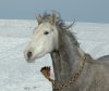 Schneetoben - Thanaya fal el Khair, Einsenderin und Besitzerin Sonja Sebastian