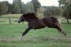 Nur fliegen ist schöner - Aragorn Al Ayur, Besitzer & Foto: Anja Schäpertöns