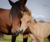 Jemilla des Aures und Elaila D'Ivoire