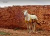 Anfous - Winter, L'algerien - Aflou Djbel Amour