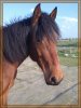 Dreamboy - Annaz Fal el Khair (DEU), Besitzerin / Photo Friederike S. Heinrich