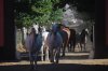 Groupe de Juments Barbe (DZ Haras national Chaouaoua, Tiaret Algeria) - Said Benabdelmoumen