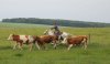 La polyvalence de cette Race! Deckhengst Tizi Lusan, La Ferme du Vallon, Einsender und Besitzer: Benoît Denis