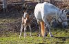 Yentl und Jamaal