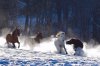 Spanish Barb herd in Snow