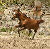 Yaâla Al Mansour im Galopp, eingesendet von: Tina Beissel