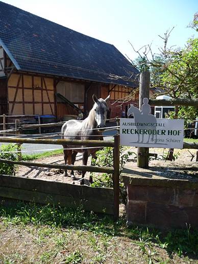 Randjah auf dem Paddock