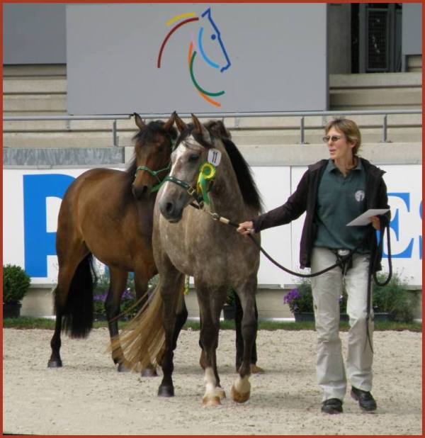 1. Euregio-Pferdeschau 1. Euregio-Pferdeschau